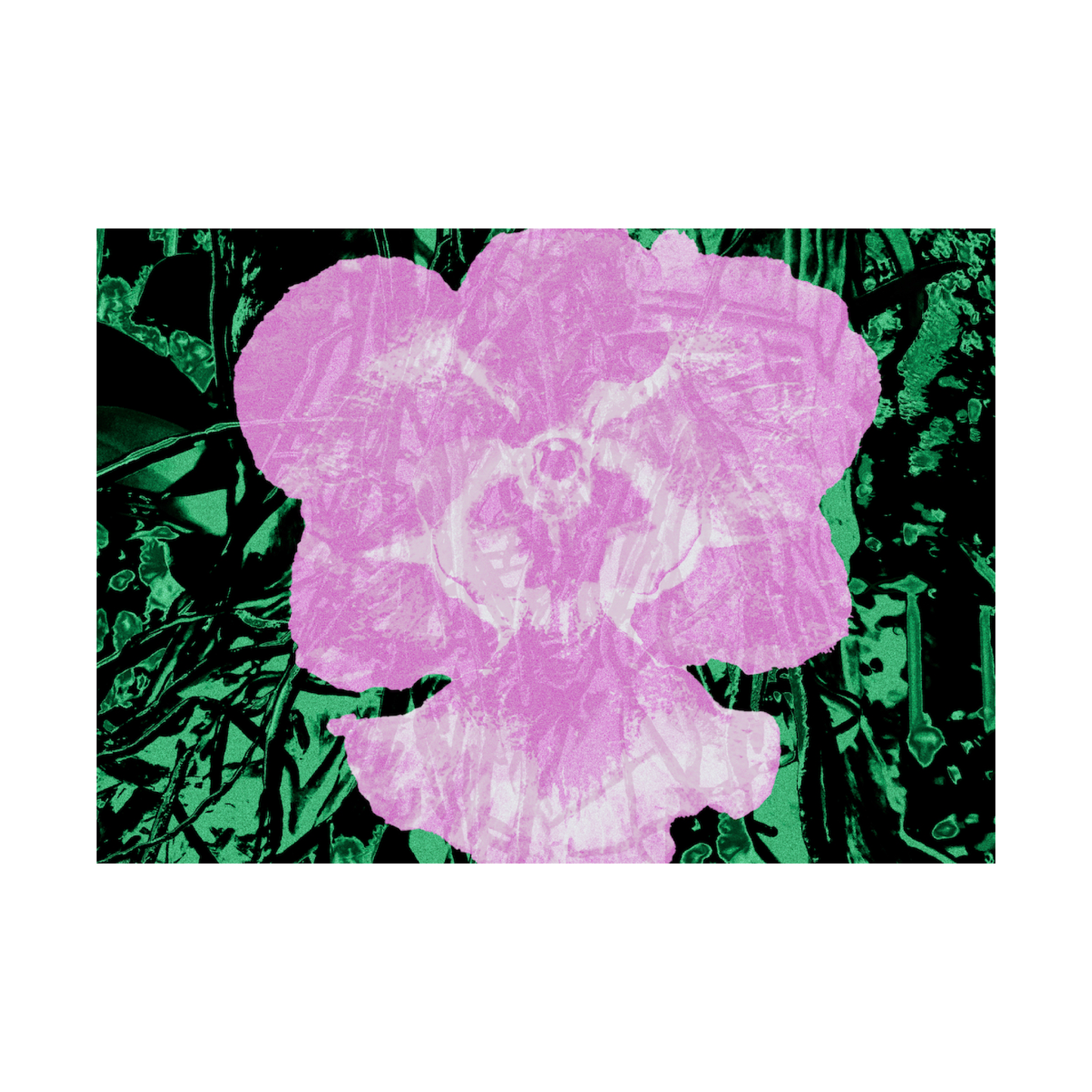 Vanda, 2023 by Weims